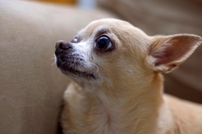 Chihuahua Dog — Tan