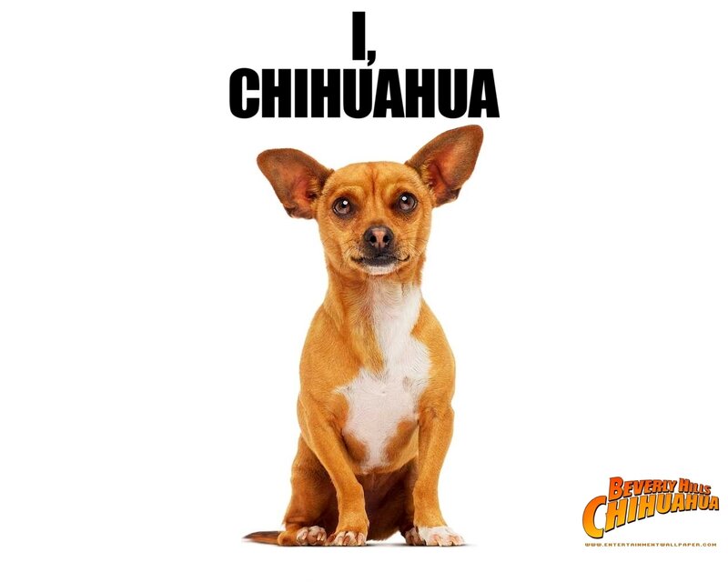 Chihuahua Dog