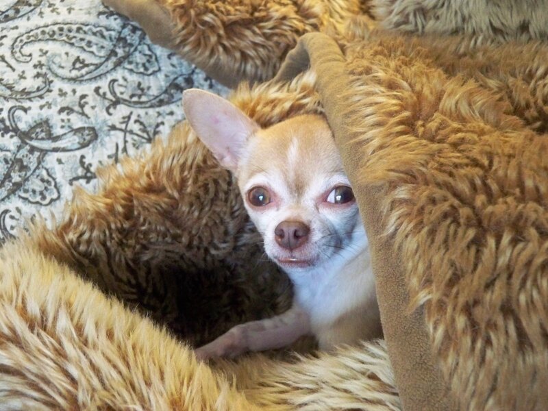 Chihuahua Dog under Blanket