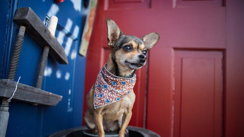 Chihuahua Dog Wearing Bandana — Red, Curious, Afternoon
