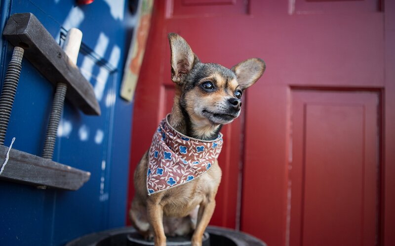 Chihuahua Dog Wearing Bandana