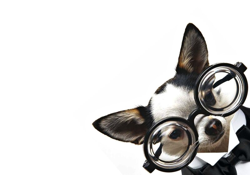 Chihuahua Dog Wearing Glasses — Black