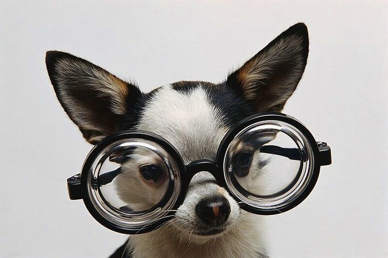 Chihuahua Dog Wearing Glasses — Neutral