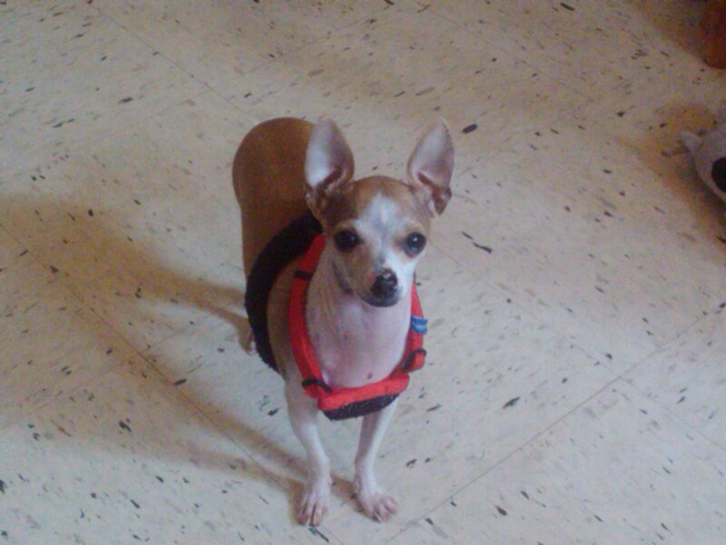 Chihuahua Dog Wearing Harness
