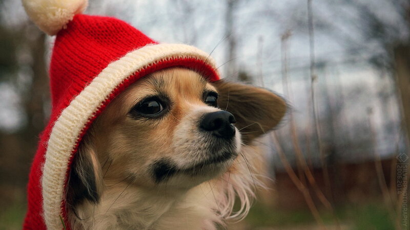 Chihuahua Dog Wearing Hat — Red