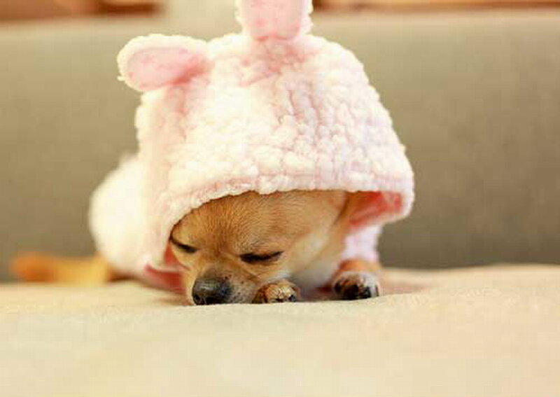 Chihuahua Dog Wearing Hat