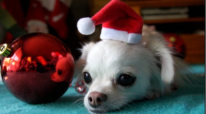 Chihuahua Dog Wearing Hat — White