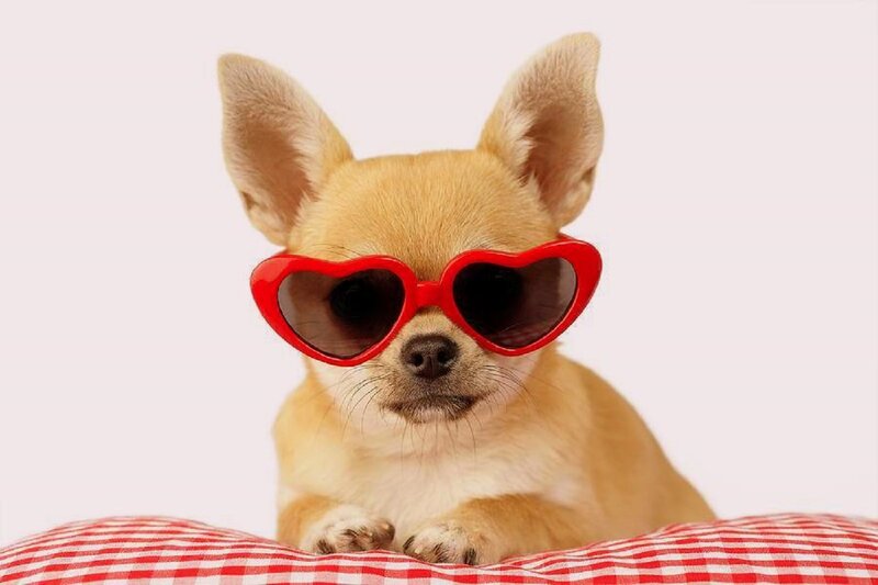 Chihuahua Dog Wearing Sunglasses