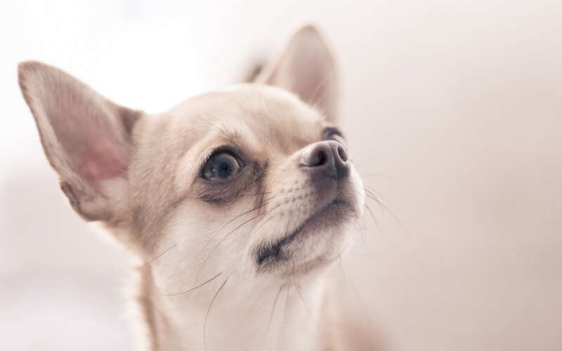 Chihuahua Dog — White, Calm, Photograph