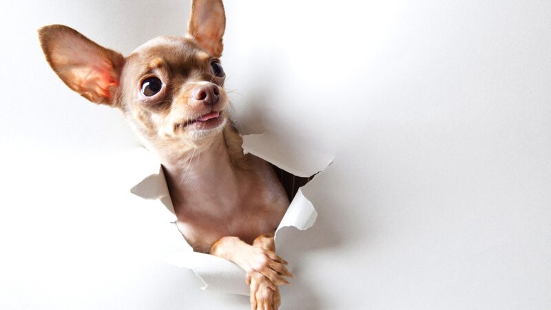 Chihuahua Dog — White, Curious