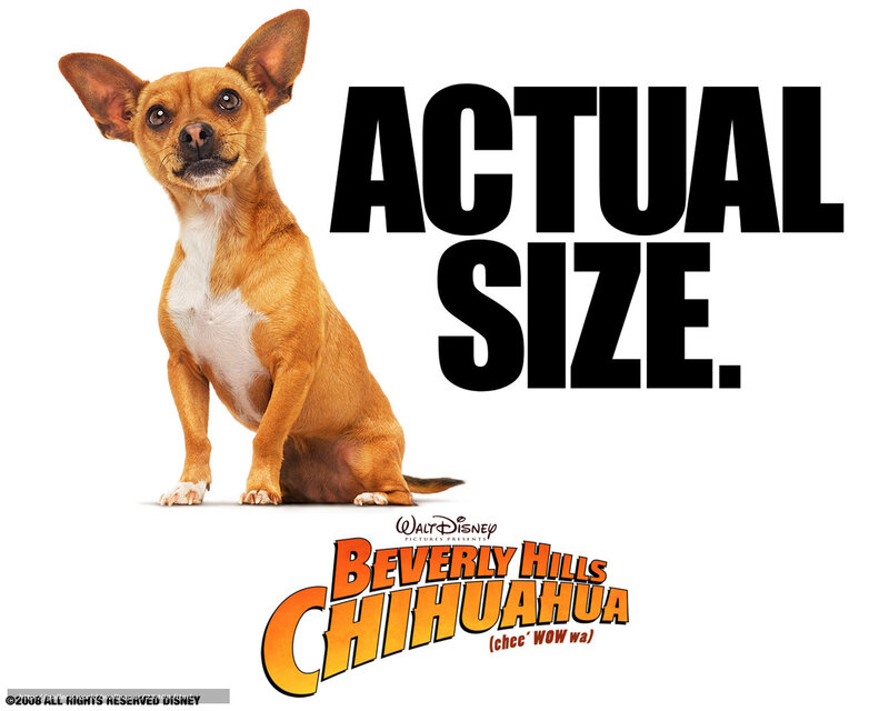 Chihuahua Dog — White, Playful
