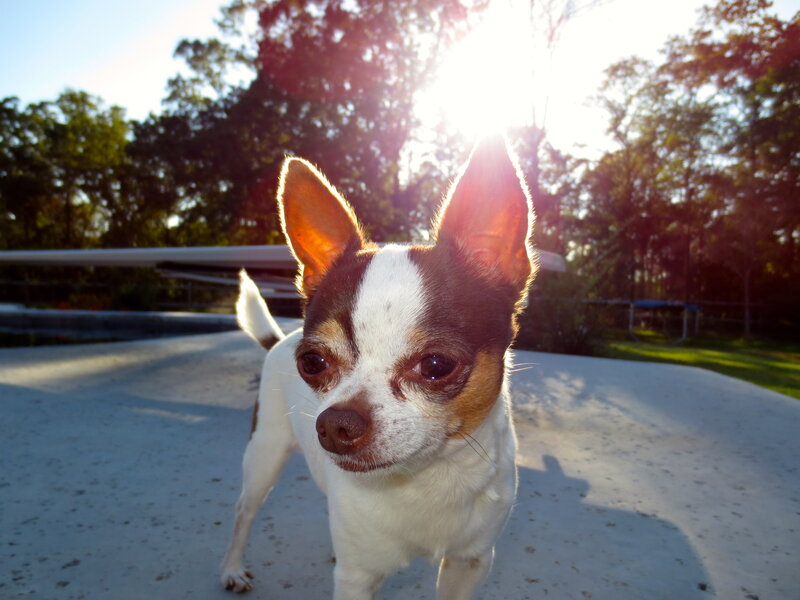 Chihuahua Dog — White