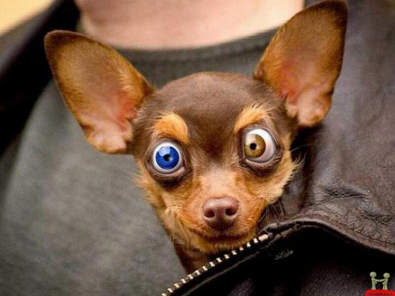 Chihuahua Dog with Blue Eyes