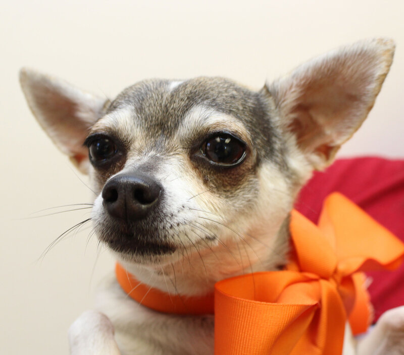 Chihuahua Dog with Bow