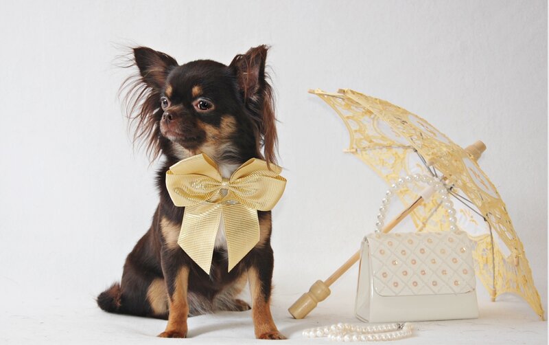 Chihuahua Dog with Bow — White