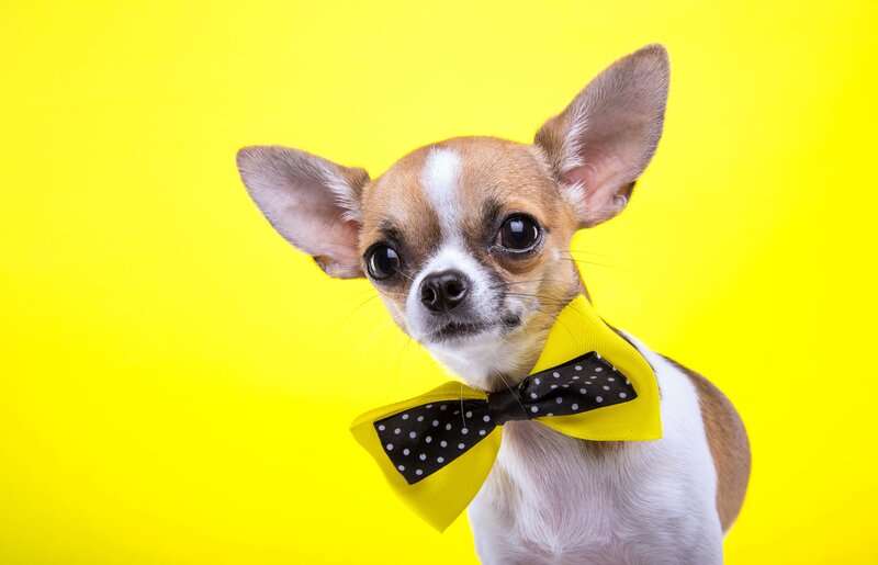 Chihuahua Dog with Bowtie