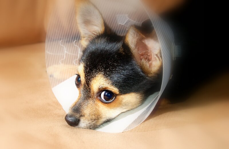 Chihuahua Dog with Cone