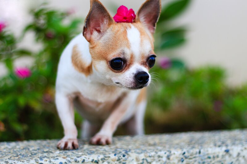 Chihuahua Dog with Flower