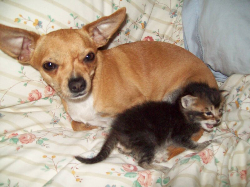Chihuahua Dog with Kitten