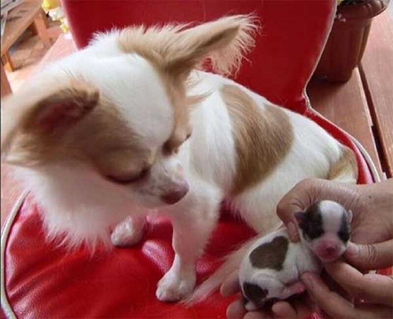 Chihuahua Dog with Puppy
