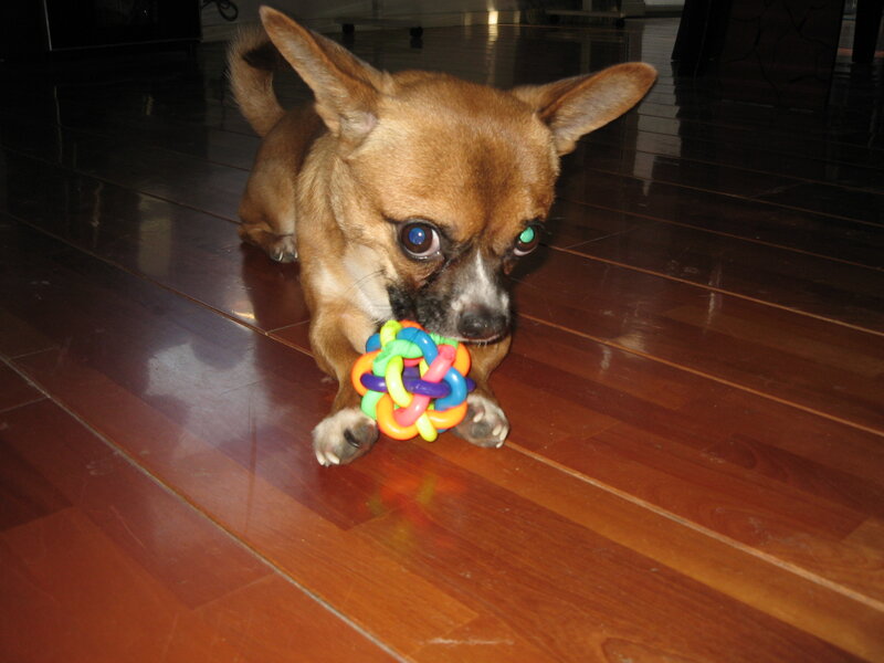 Chihuahua Dog with Toy