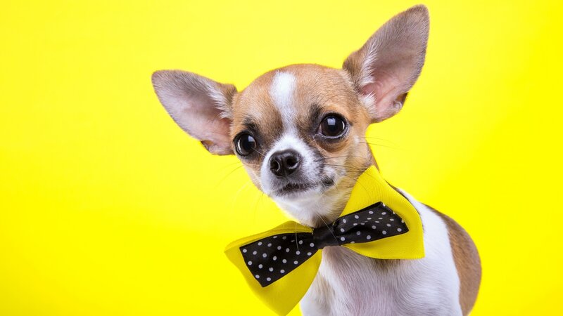 Chihuahua Dog — Yellow