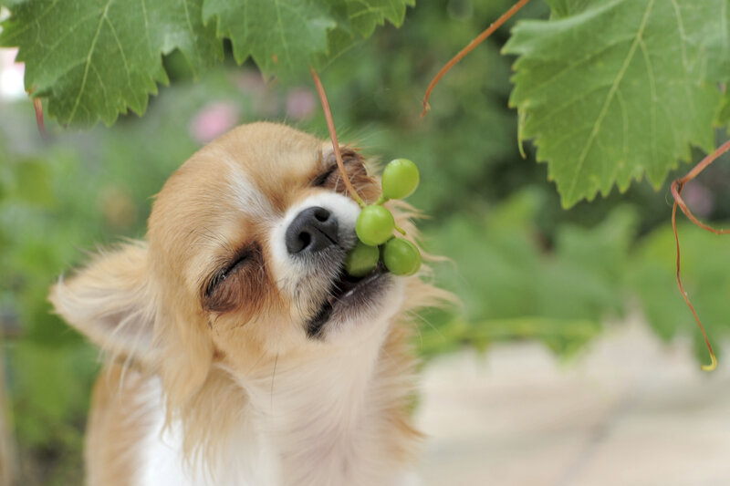 Chihuahua Eating Grapes