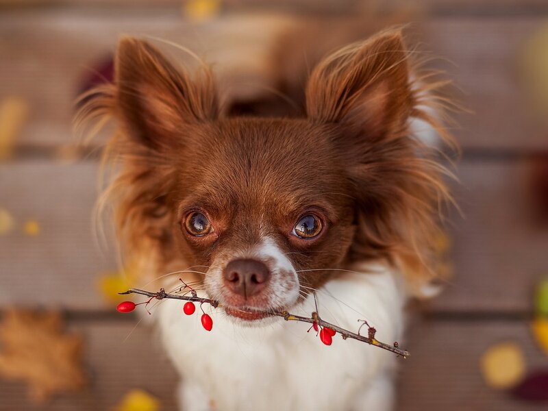 Chihuahua Holding Branch