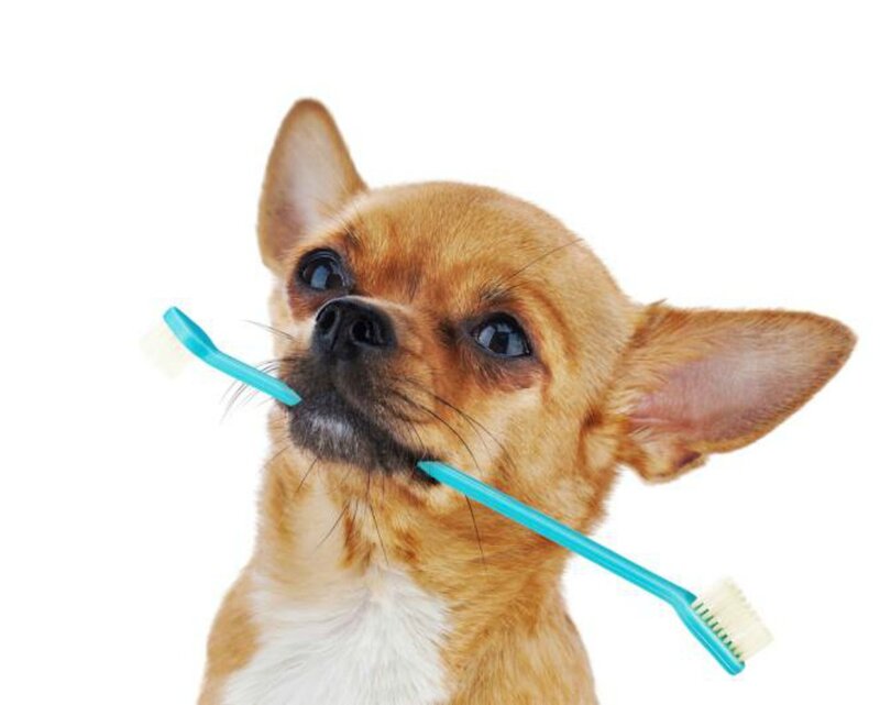 Chihuahua Holding Toothbrush