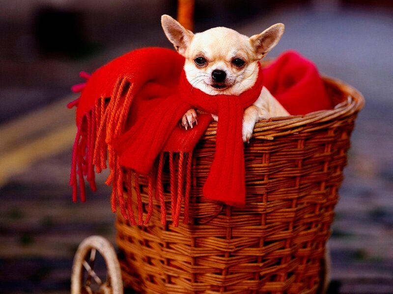 Chihuahua in a basket with scarf