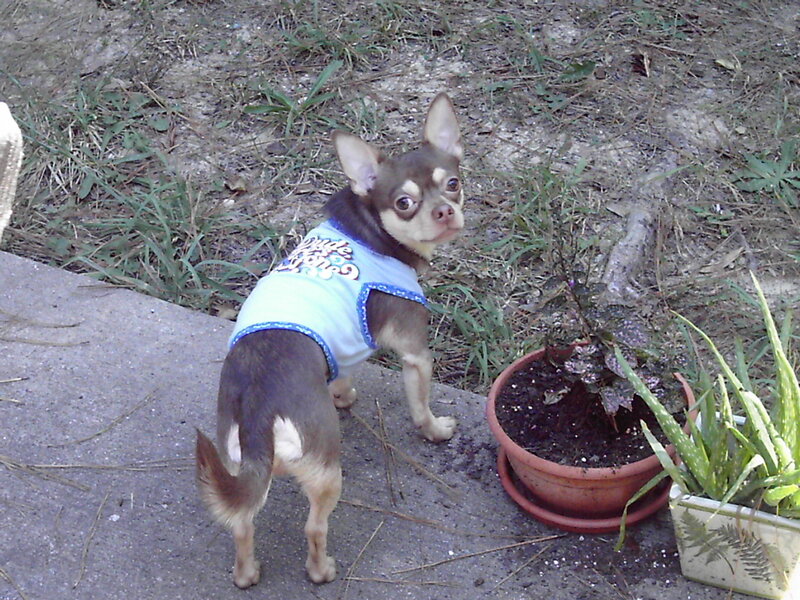 chihuahua in a blue shirt