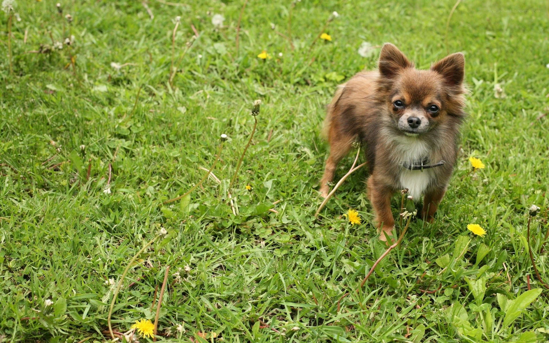 Chihuahua in a grassy field