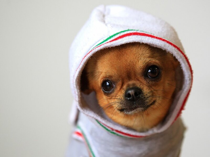 chihuahua in a hooded towel