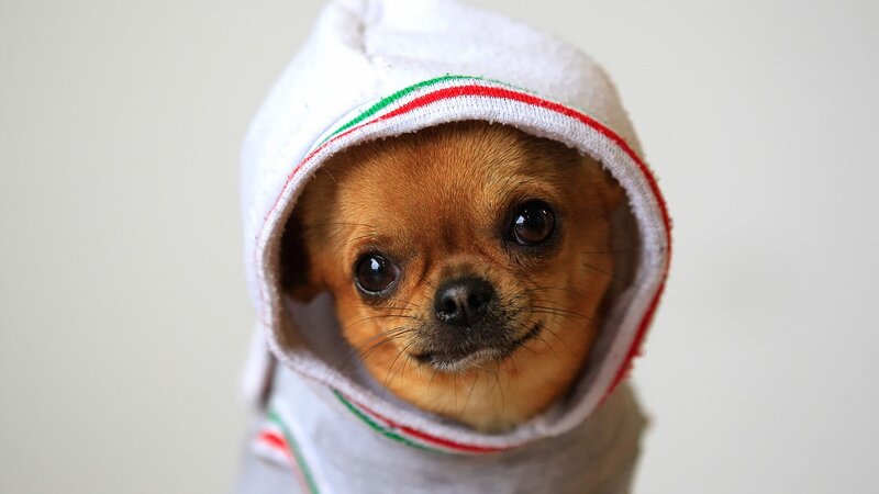 chihuahua in a hoodie