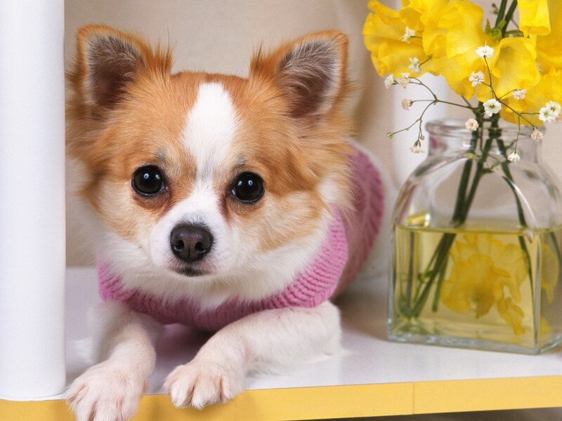 Chihuahua in a pink sweater