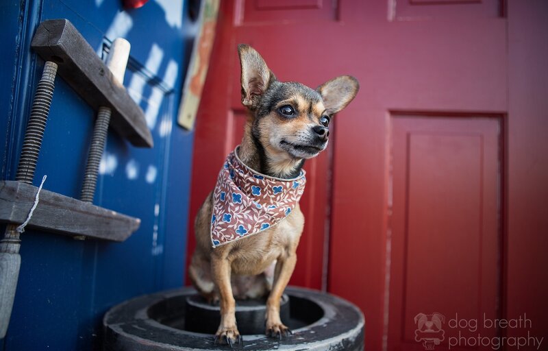 Chihuahua in bandana on barrel