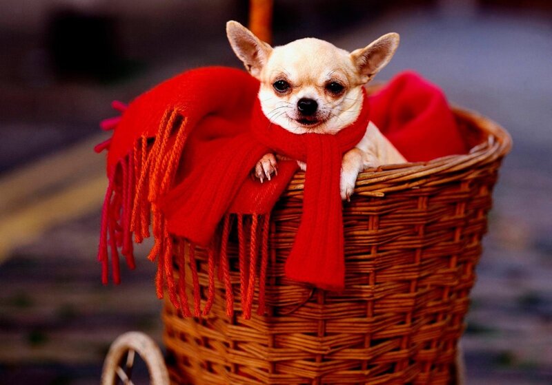 Chihuahua in Basket — Red