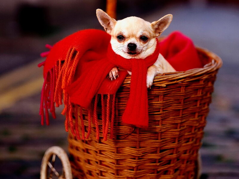 Chihuahua in Basket
