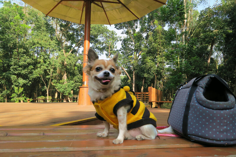 Chihuahua in Bee Costume