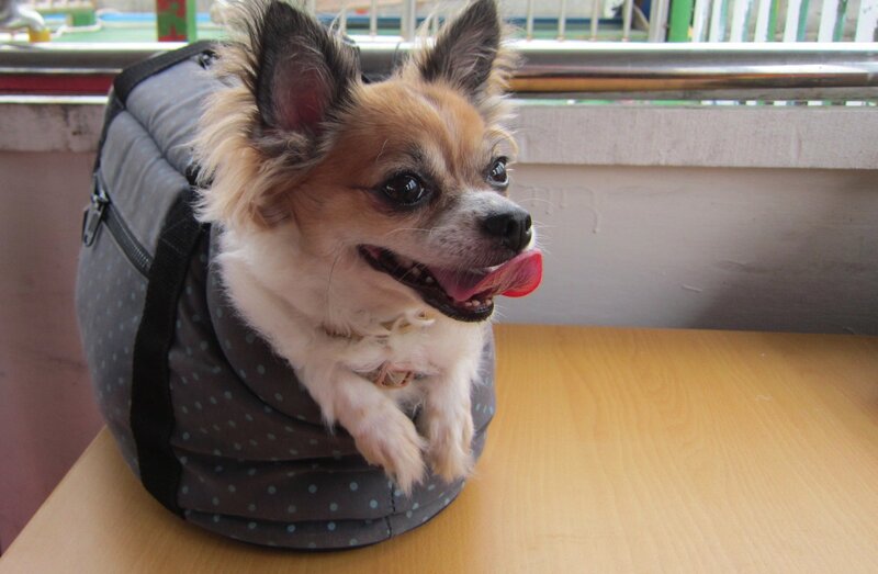 Chihuahua in Carrier — Gray