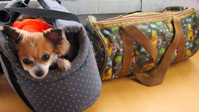Chihuahua in Carrier