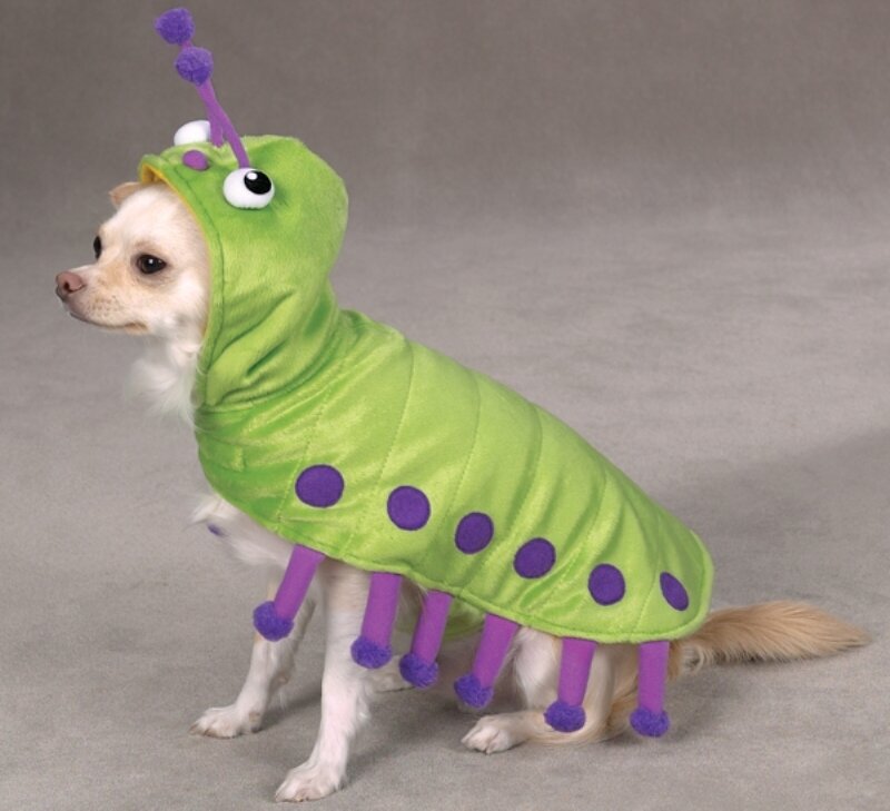 Chihuahua in Caterpillar Costume