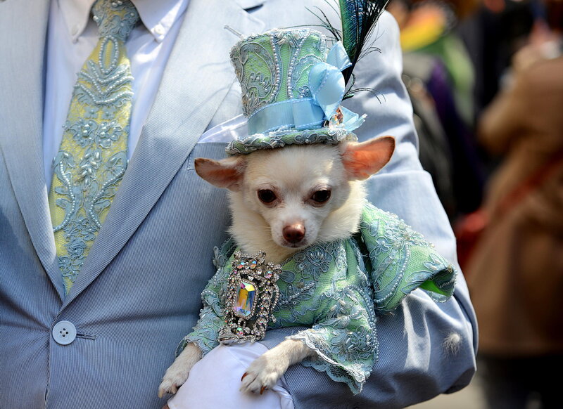 Chihuahua in Costume — Blue