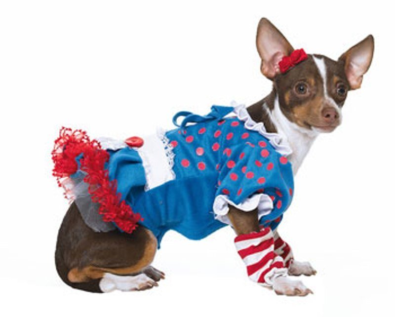 Chihuahua in Costume