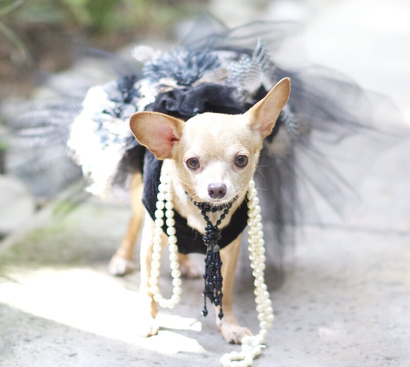 Chihuahua in Costume — White