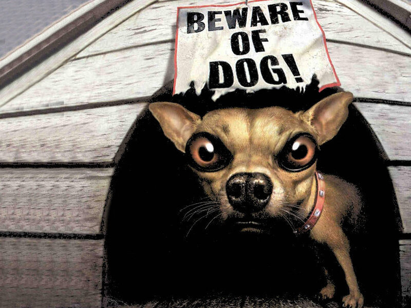 Chihuahua in doghouse with sign