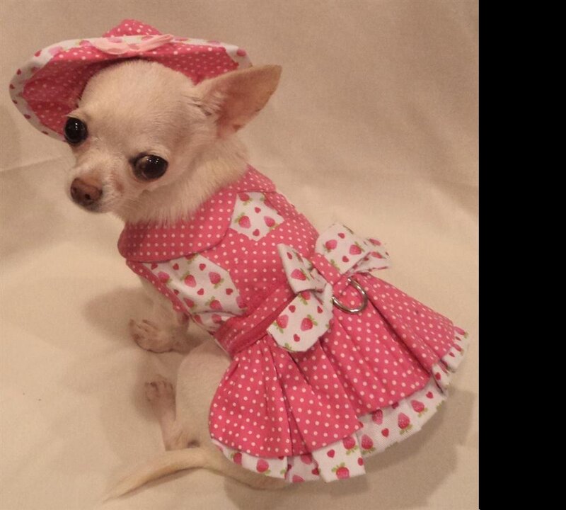 Chihuahua in Dress — Pink