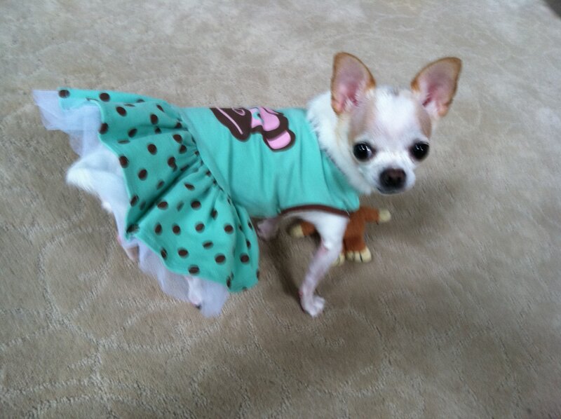 Chihuahua in Dress — White