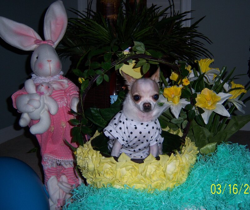 Chihuahua in Easter basket