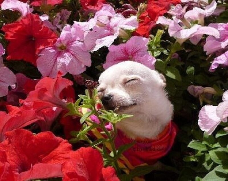 Chihuahua in Flowers